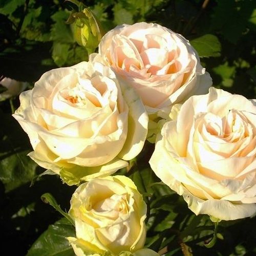 Gärtnerei - Rosa Mythos - weiß - teehybriden-edelrosen - diskret duftend - Hans Jürgen Evers - Ihre großen, auch zum Schneiden geeigneten Blüten halten sich gut in Vasen.